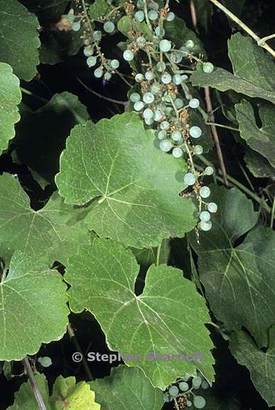 vitis californica 1 graphic